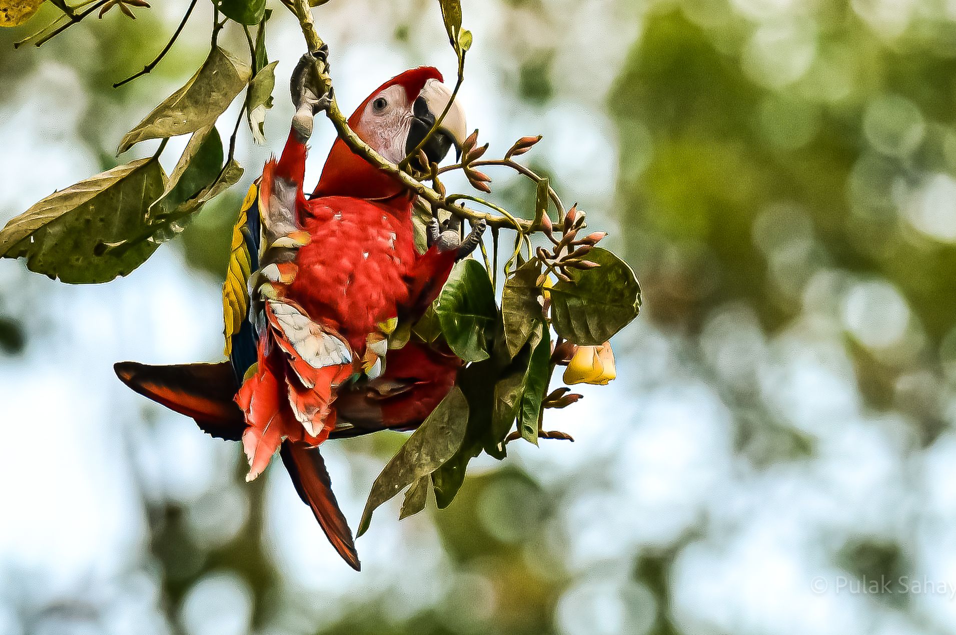 Red Macaw enjoying fruit